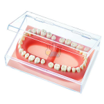 Adult denture Model